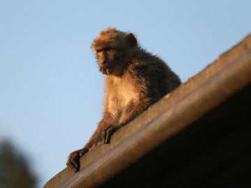 Un mono al acecho en Gibraltar