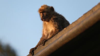 Gibraltar deportará a 120 monos por violentos 