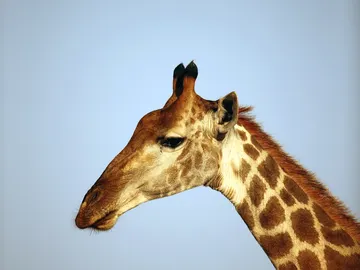 Ejemplar de jirafa Ejemplar de jirafa