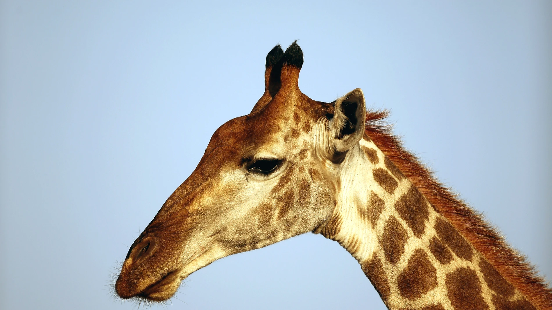 Ejemplar de jirafa Ejemplar de jirafa