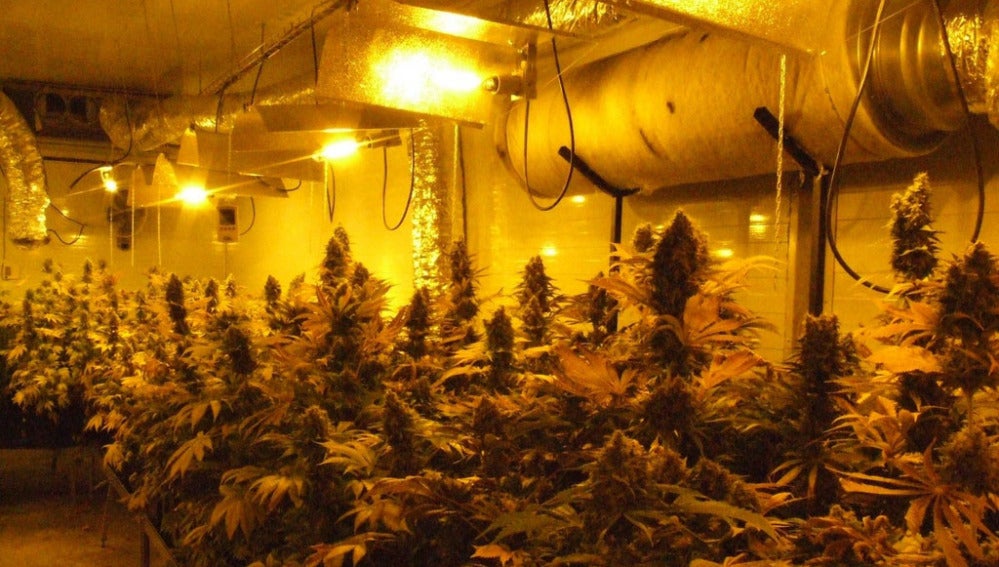 Descubren 2.800 plantas de marihuana en L'Hospitalet