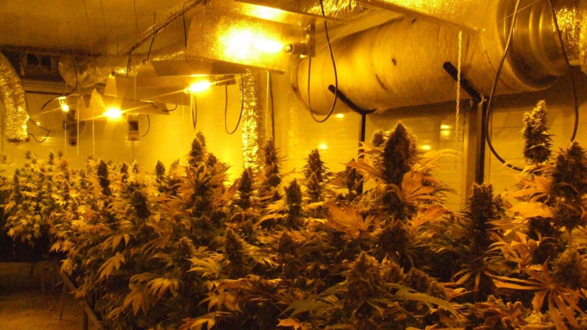 Descubren 2.800 plantas de marihuana en L'Hospitalet