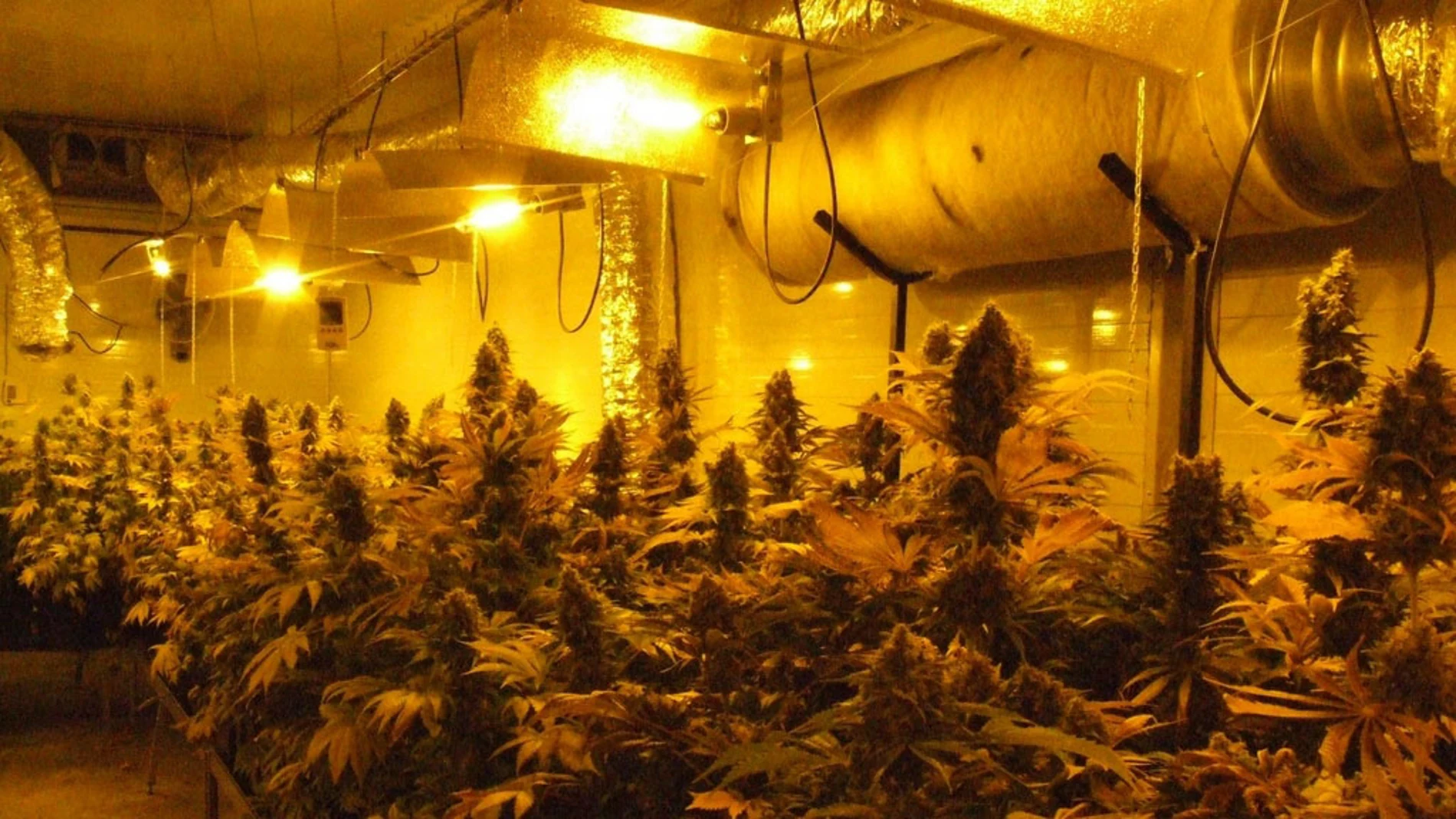 Descubren 2.800 plantas de marihuana en L'Hospitalet Descubren 2.800 plantas de marihuana en L'Hospitalet