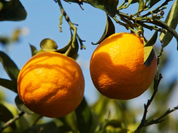 Naranjas más ricas en antioxidantes Naranjas más ricas en antioxidantes