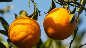 Naranjas más ricas en antioxidantes