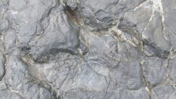 Huella de Iberosauripus grandis (original y silueta) en el yacimiento El Castellar