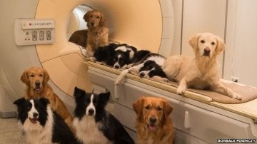 Resonancias magnéticas a perros
