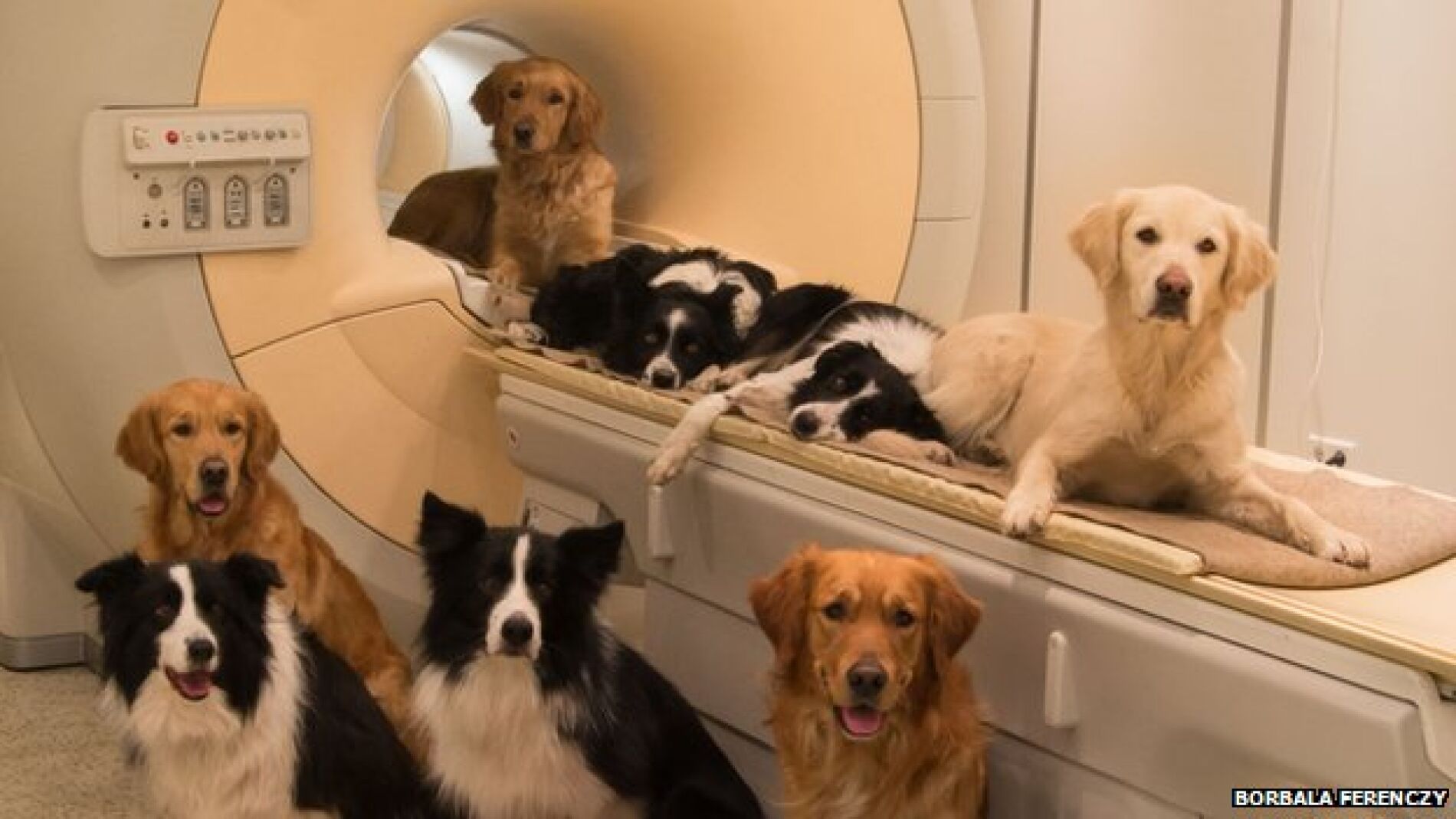 Resonancias magn&eacute;ticas a perros