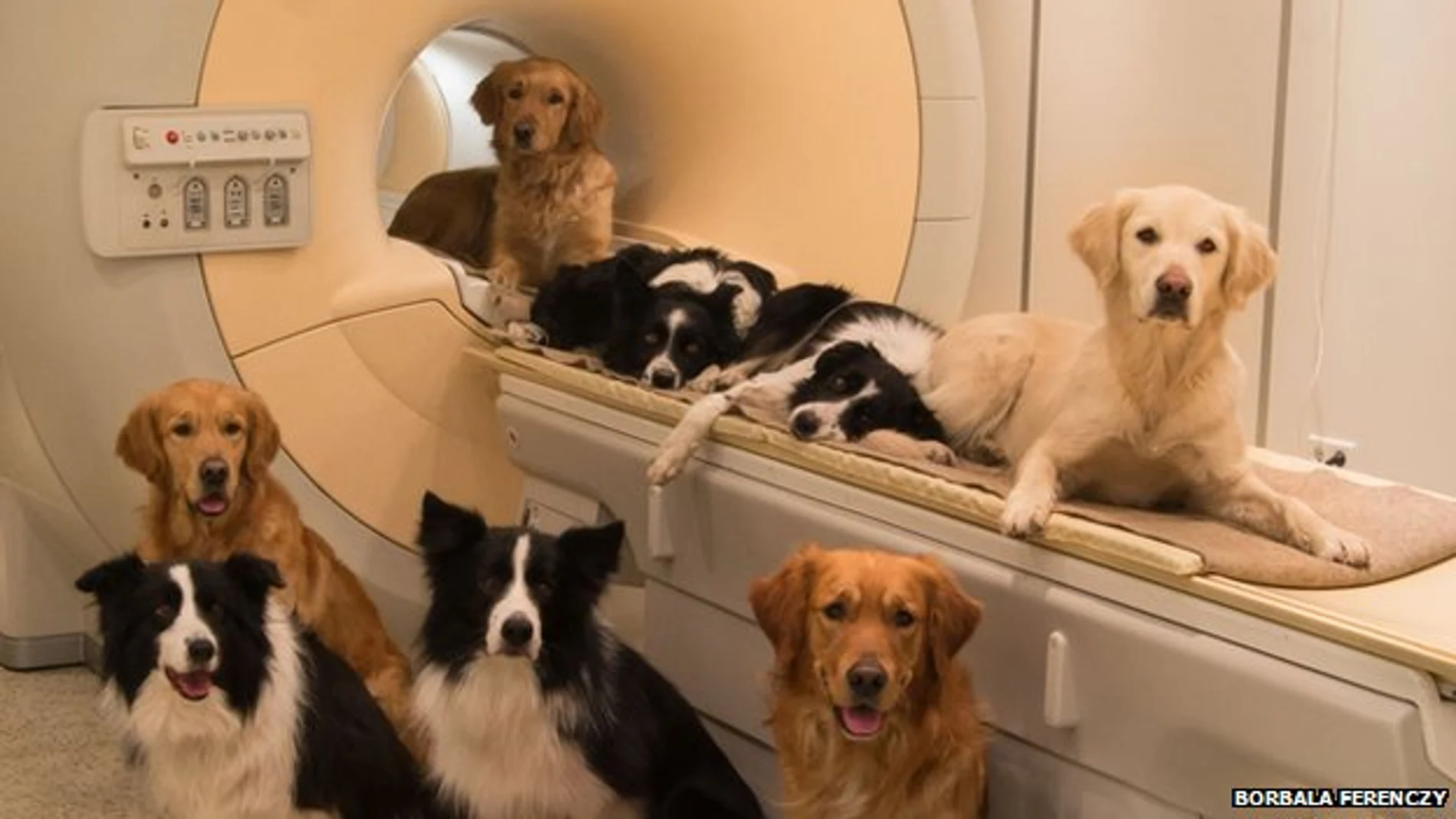 Resonancias magnéticas a perros Resonancias magnéticas a perros