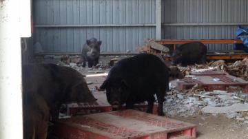 Cerdos salvajes cerca de Fukushima