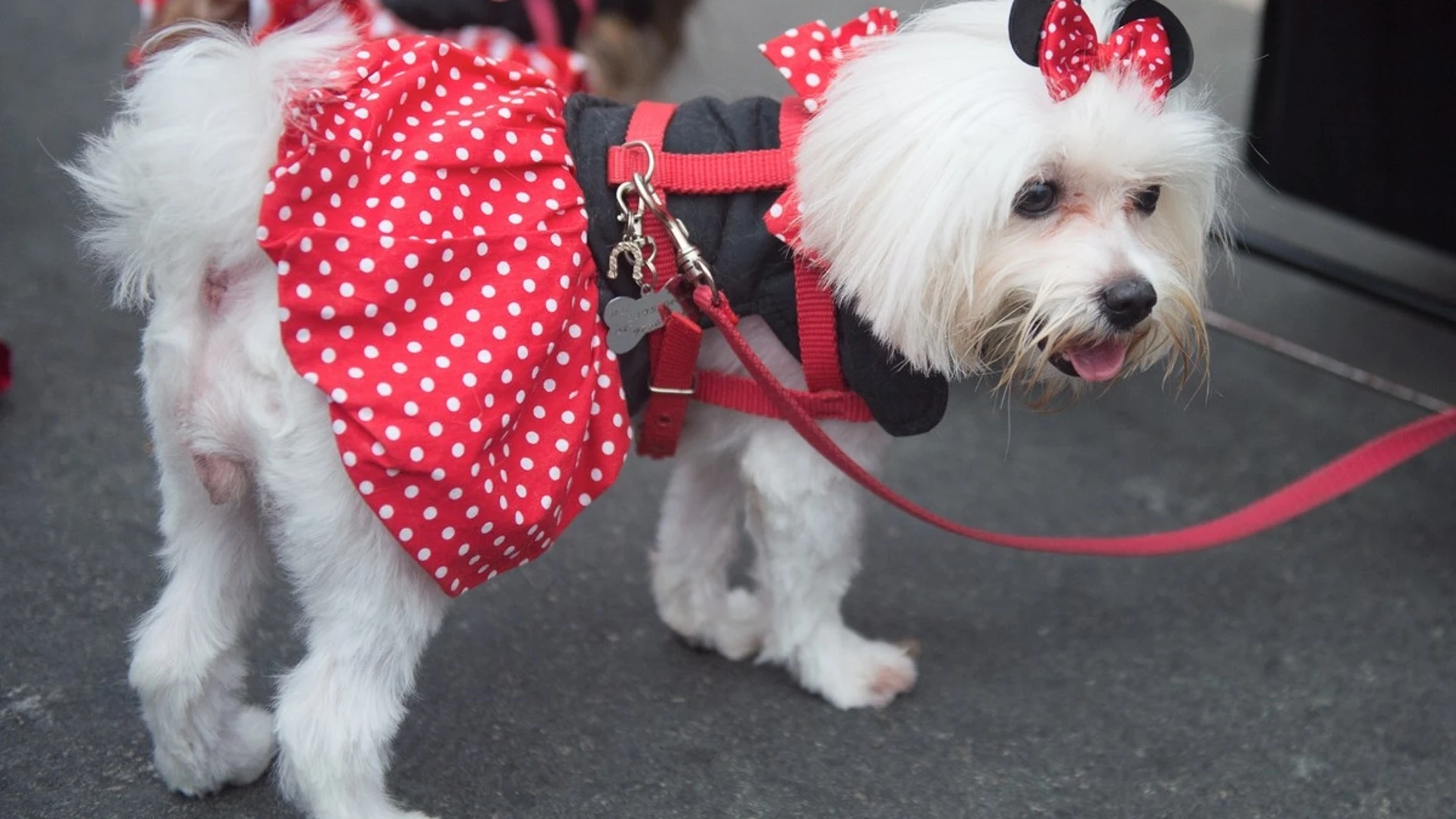 La perrita Minie La perrita Minie