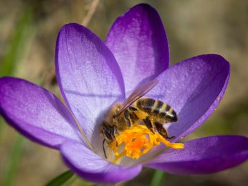 Abeja recogiendo polen (01-03-14)