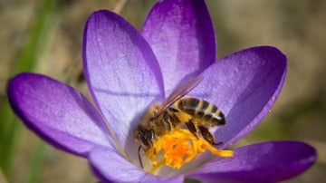 Abeja recogiendo polen (01-03-14)