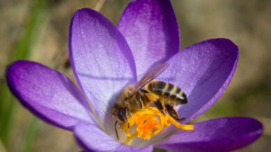 Una abeja obliga a volver a un avión a Inglaterra al provocar un 