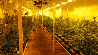 Desmantelado un invernadero con 600 plantas de marihuana en Valencia