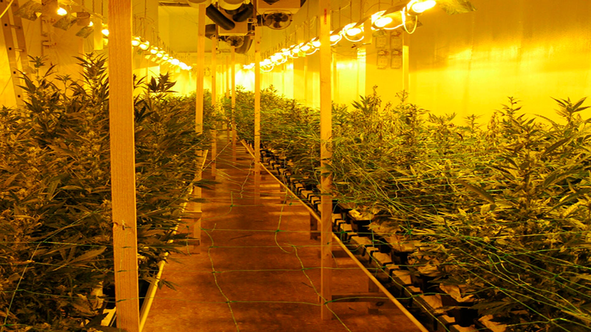Incautadas 600 plantas de marihuana