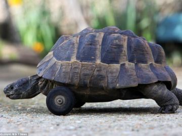 La tortuga Septimus con sus ruedas