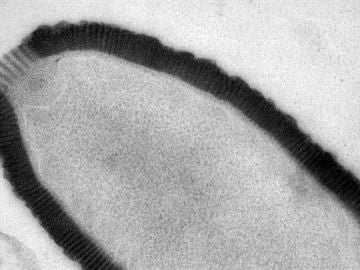 Bautizado como 'Pithovirus sibericum'