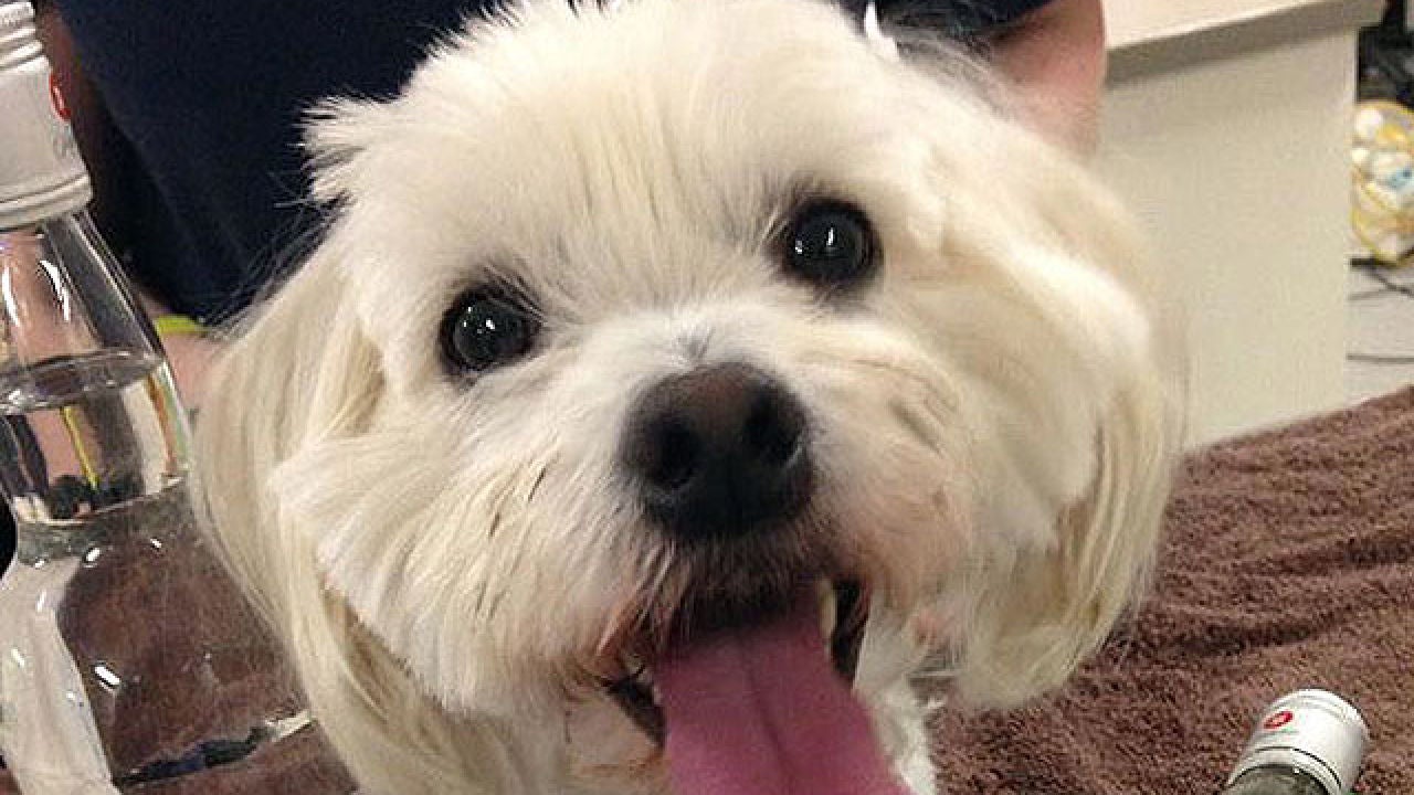 Un bichón maltés sobrevive a una intoxicación con anticongelante