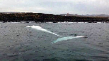 La ballena aparecida en Fuerteventura
