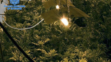 Plantación de marihuana en Granada