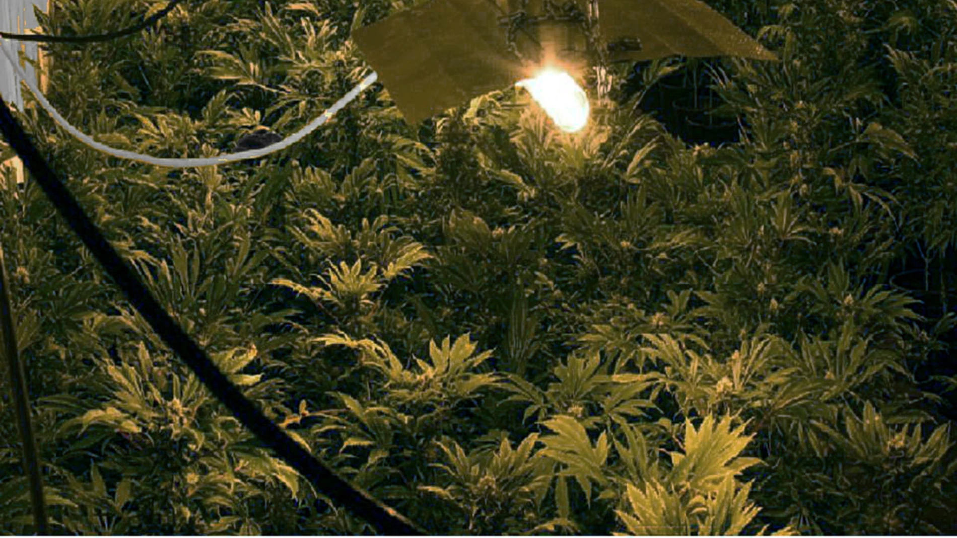 Plantación de marihuana en Granada Plantación de marihuana en Granada