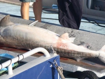 Un tiburón muero en Australia Un tiburón muero en Australia