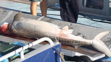 Un tiburón muero en Australia