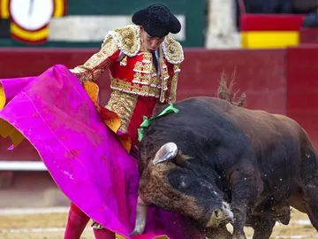 Jiménez Fortes con el capote al toro 'Sabueso' Jiménez Fortes con el capote al toro 'Sabueso'