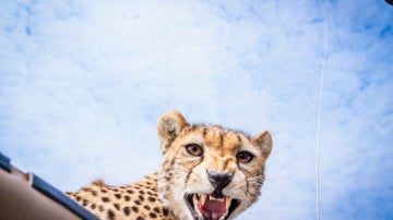 El guepardo muestra sus dientes