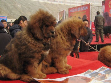 Mastines del Tíbet en una feria canina