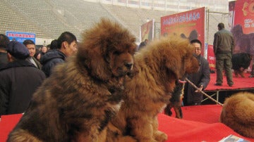 Mastines del T&iacute;bet en una feria canina