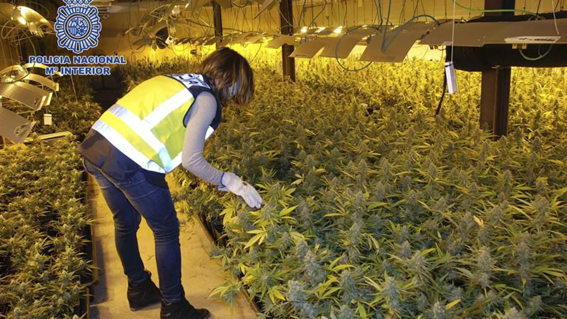 Plantación de marihuana en Lleida Plantación de marihuana en Lleida