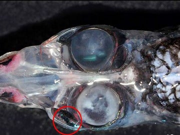 Pez con cuatro ojos Pez con cuatro ojos