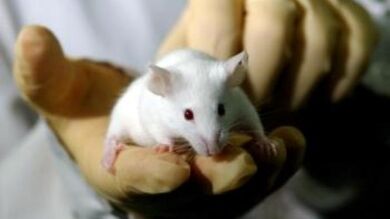 Un experimento consigue que ratones con principio de Alzheimer recuperen sus recuerdos