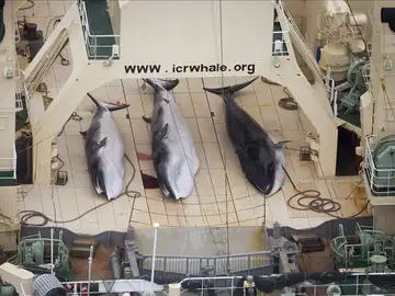 Ballenas cazadas por Japón Ballenas cazadas por Japón