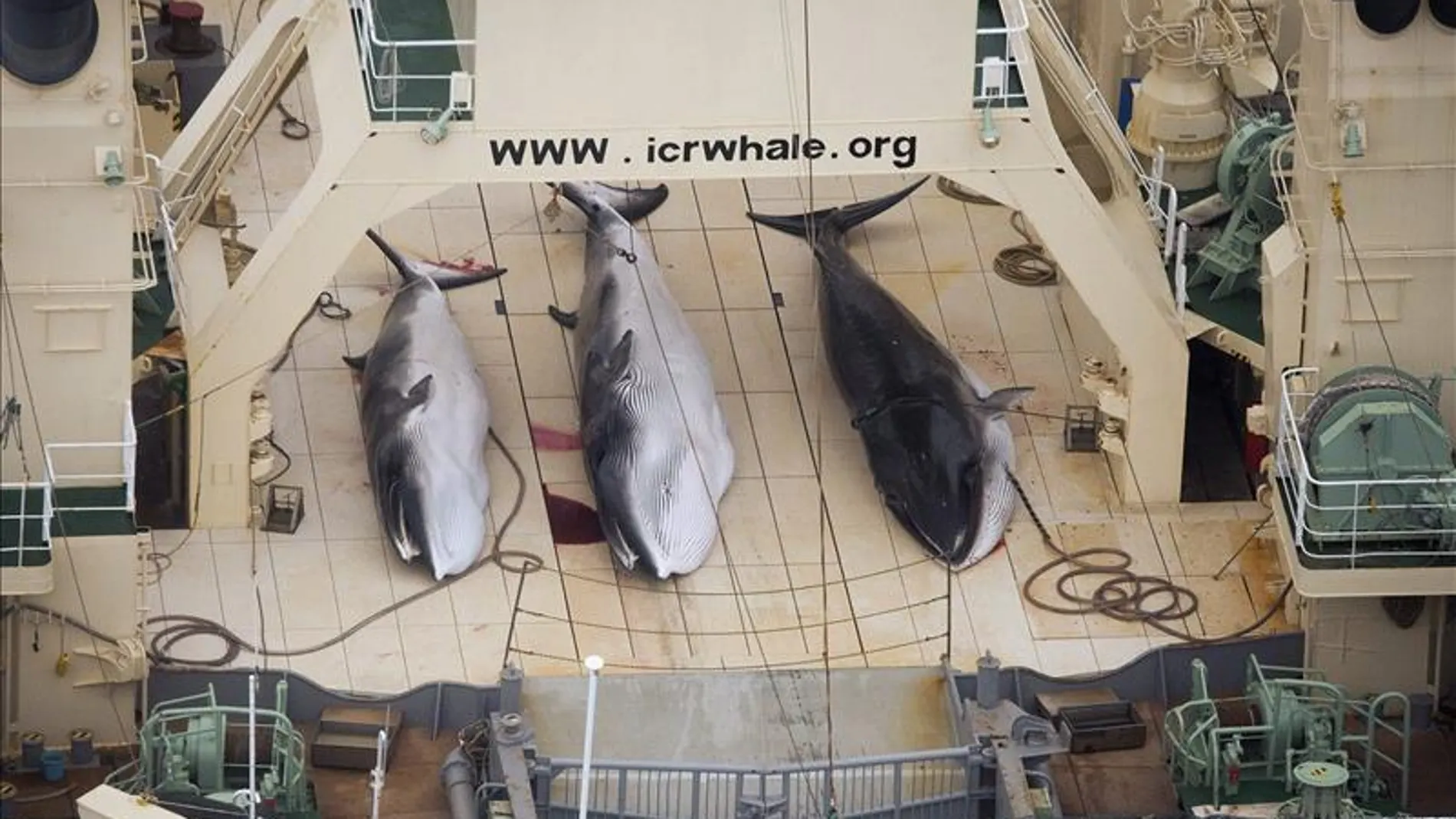 Ballenas cazadas por Japón Ballenas cazadas por Japón