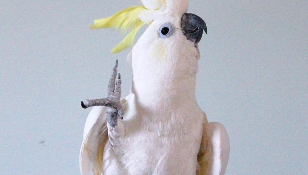 Cacatúa Snowball