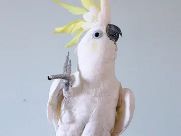 Cacatúa Snowball Cacatúa Snowball