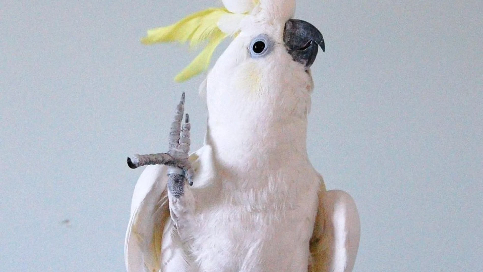 Cacatúa Snowball Cacatúa Snowball