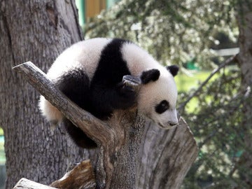 El bebé panda da sus primeros pasos El bebé panda da sus primeros pasos