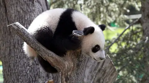 El bebé panda da sus primeros pasos El bebé panda da sus primeros pasos