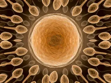 Espermatozoides en torno a un óvulo Espermatozoides en torno a un óvulo