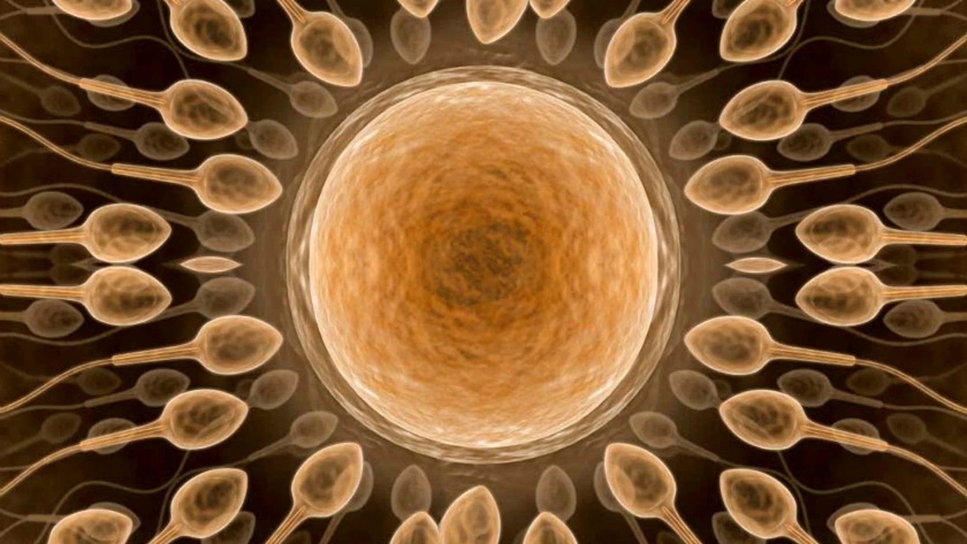 Espermatozoides en torno a un óvulo Espermatozoides en torno a un óvulo