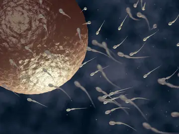 Espermatozoides en busca del óvulo. Espermatozoides en busca del óvulo.