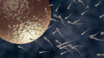 Espermatozoides en busca del óvulo. Espermatozoides en busca del óvulo.