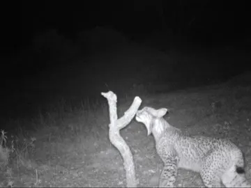 Nuevo ejemplar del lince ibérico Nuevo ejemplar del lince ibérico