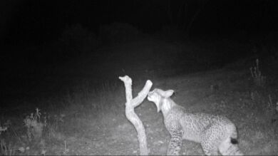 Nuevo atropello en Córdoba eleva a nueve los linces atropellados este año