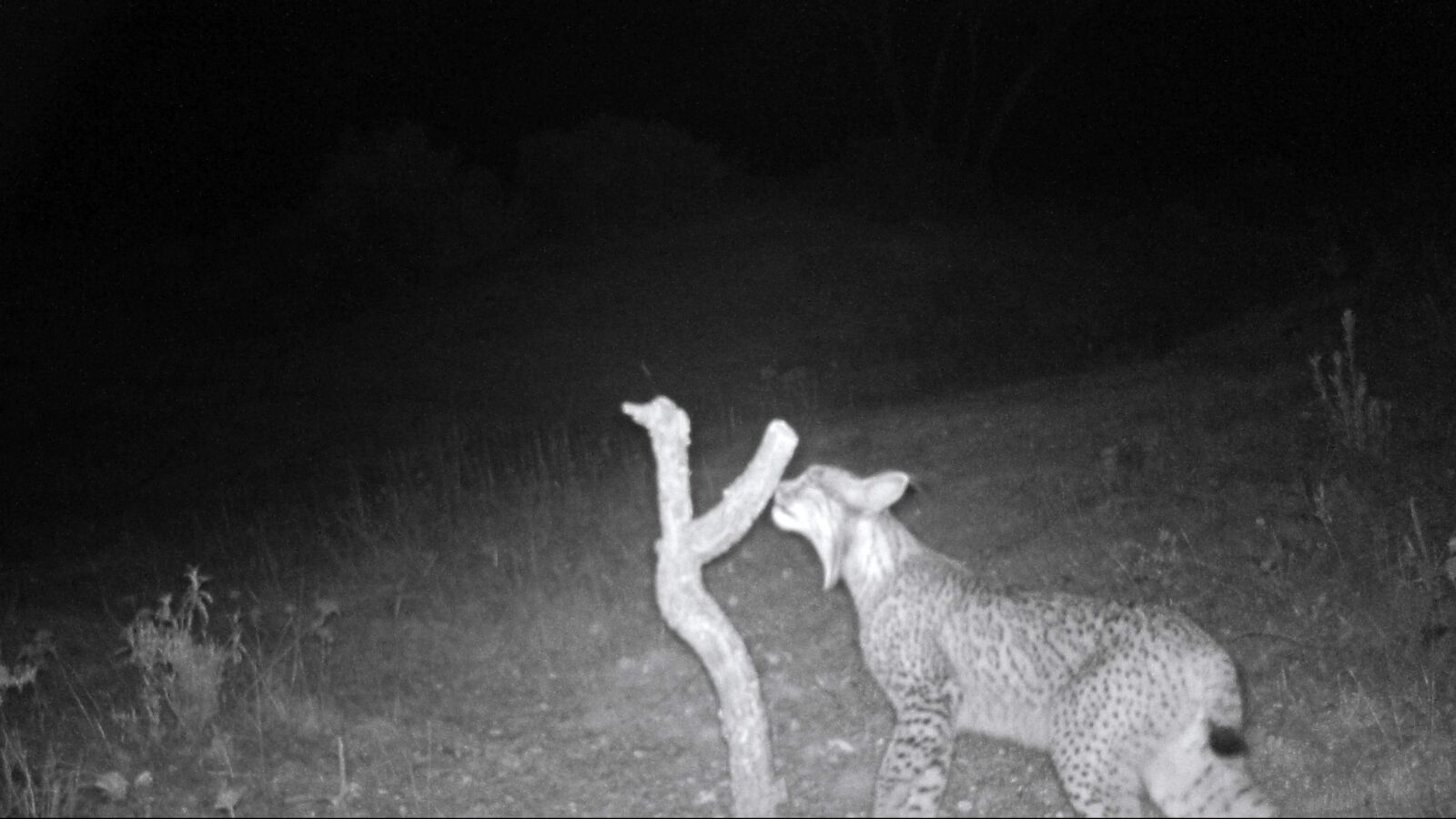 Localizan y fotografían a un nuevo ejemplar de lince ibérico en Ciudad Real