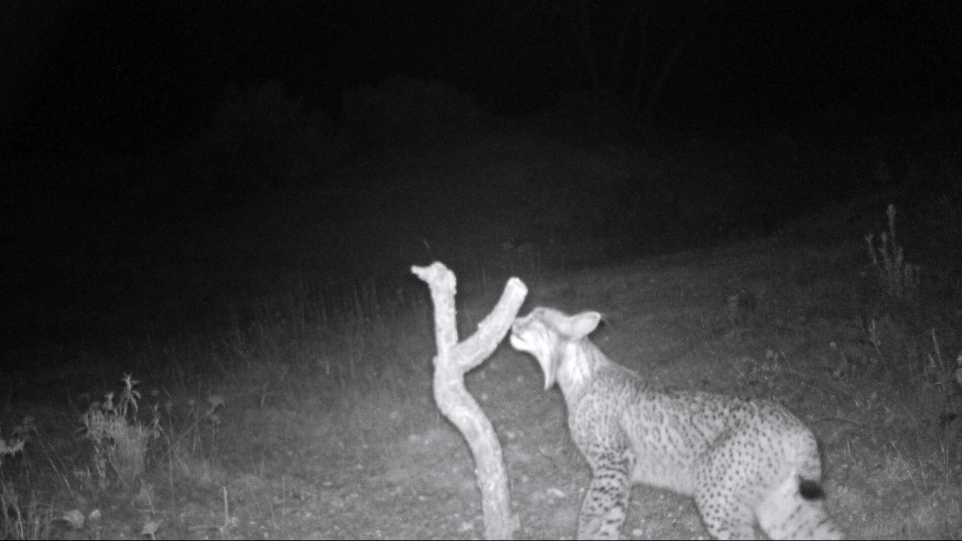 Nuevo ejemplar del lince ib&eacute;rico